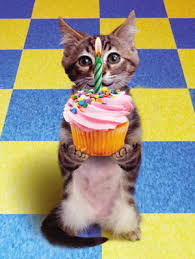 Cats and birthday dogs and cats celebrating cat celebrating cat and dog balloon dog cat happy birthday birthday billboard dogs and cats party dog in party hat dog cat balloons cake humor. Happy Birthday Noah The Z Issue