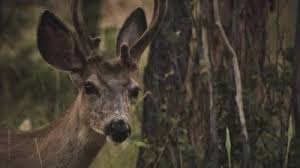 It will have a very distinct odor. How To Preserve Venison Usu