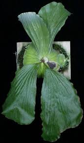 Image result for Platycerium elephantotis