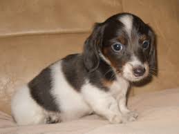 Black And White Dachshund Puppies Black And White Spots On A Weiner Dog Google Search Dapple Dachshund Dapple Dachshund Puppy Dachshund Puppies
