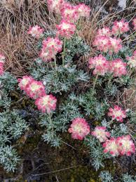 Image result for Eriosema robinsonii