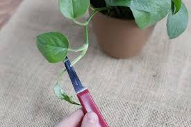 The plant is an epiphyte. How To Root A Philodendron Cutting Cerpen