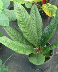 Anthurium Superbum Bunga Tanaman Sayuran