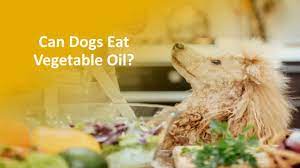 Can Dogs Have Vegetable Oil Is It Good For Dogs