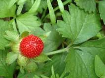 Can I eat wild strawberries out of the yard?