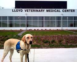 Kaip minėta pirmiau, dvsc naudojama kaip teksto žinutės akronimas atstovauti dallas veterinarijos chirurgijos. Facilities American Society Of Veterinary Nephrology And Urology