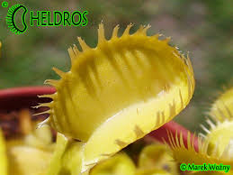 The full form of maa is mathematical association of america. Vft Dionaea Triton