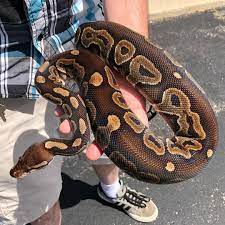 Pin On Ball Pythons