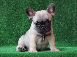 We did not find results for: French Bulldogs Puppies For Sale Florida