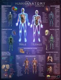 Human Anatomy Interactive Wall Chart Poster Idea Board
