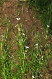 Image result for Spergula