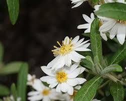 Image result for Olearia