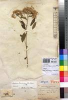 Image result for Vernonia thomsoniana