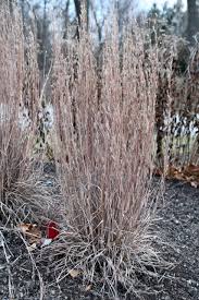 Image result for Schizachyrium