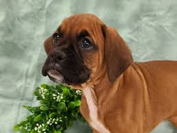 We did not find results for: Boxer Puppies Petland Rome
