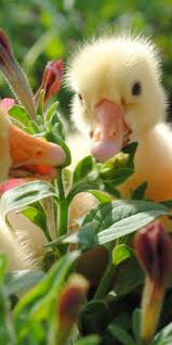 We did not find results for: Animal Duck 720x1440 Wallpaper Id 805654 Mobile Abyss