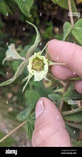 Image result for Lepidotrichilia volkensii