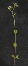 Image result for Cerastium glomeratum
