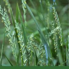 Image result for Stolzia repens