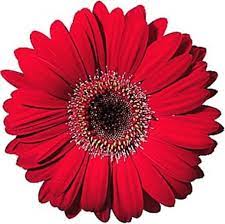 Imgur Com Virtual Flowers Gerbera Gerbera Daisy