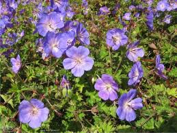 Image result for Geranium bohemicum Orhcid Blue