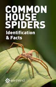 common house spiders identification facts earthkind