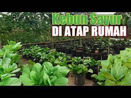 February 4, 2019 abg perawan video indonesia abg smp ngentot bokep abg smp bokep abg terbaru bokep smp bokep smp perawan ngentot abg smp ngentot 30.12.2019 · diajak ke pasar malam, siswi smp disetubuhi pelajar smk di kebun. Kebun Sayur Di Atas Dak Atap Rumah Youtube
