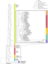 Image result for Astropanax