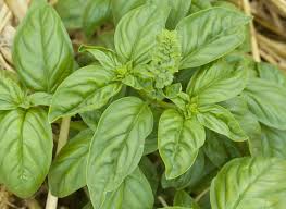 5 Secrets Pour Faire Prosperer Le Basilic 5 Basilic Faire Le Pour Prosperer Secrets Permaculture Design Natural Garden Vegetable Garden