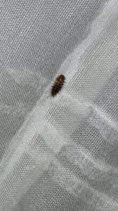 Möbel rieger angebote und seine ma. Welches Ungeziefer Im Schlafzimmer Tiere Insekten Schadlinge