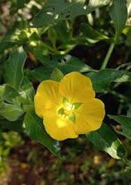 Image result for Ludwigia octovalvis