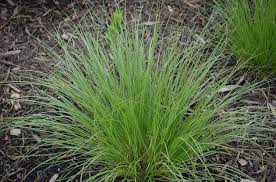 Image result for Sporobolus stapfianus