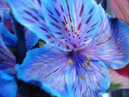 Purple Flower On Tumblr Blue Flower Wallpaper Blue Flower Pictures Blue Flowers Images