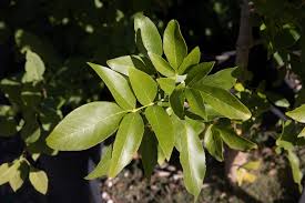 Image result for Fraxinus velutina