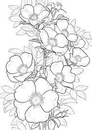 Rosa Cherokee Dibujo Para Colorear Categorias Rosas Paginas Para Imprimir Y Colorear Gratis De Una Gran Variedad De Temas Que Puedes Imprimir Y Pinteres