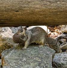 A Mother Squirrel Carrying Her Baby Oc R Pics