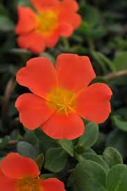 Image result for Portulaca