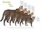 Savannah Kittens For Sale by Reputable Breeders | Pets4You