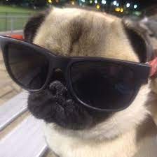 We offer professional advice and service to our valued clients. Legal Requirements Of Being A Pet Sitter In Australia
