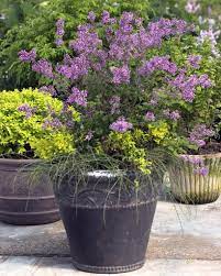 We did not find results for: Flowering Shrub Hybrids Add To Gardeners Choices For Summer Bloomerang Lilac Lilac Bushes Lilac Shrub