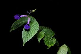 Image result for Gesneriaceae