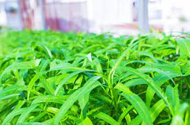 This vegetable that was once considered protein for the poor is served with most vietnamese rice and noodle dishes. What Is Morning Glory I Tour Vietnam Blogs