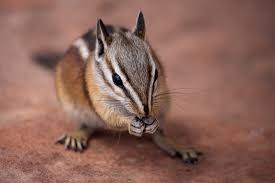 Animals That Start With U List Of Amazing Animals Beginning With U