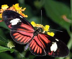 Tropical Rainforests Rainforest Insects Rainforest Butterfly Beautiful Butterflies