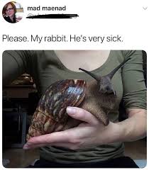 31 Funny Memes Great Pics Of Wacked Out Humor Team Jimmy Joe Giant African Land Snails Weird Animals Bizarre Animals