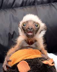 Newborn Lemur Looks Like Grandpa Animals Wild Animals Pictures Zooborns