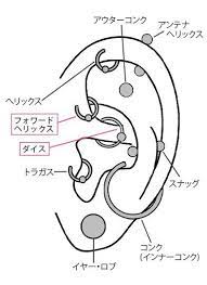 ピアス 位置と名前 art reference photos body reference drawing digital art tutorial
