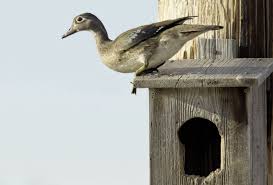 Here is a picture case in point how to build wood duck houses. Wood Duck Box Placement And Maintenance Mossy Oak