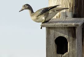 His design has withstood the test of time. Wood Duck Box Placement And Maintenance Mossy Oak