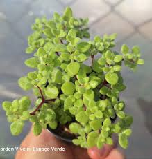 Image result for Crassula expansa